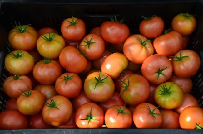 Сладкие, крупные и очень ароматные томаты «Пандароза» — украшение грядки