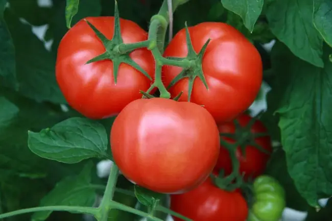 Описание томата Пародист и рекомендации по выращиванию сорта