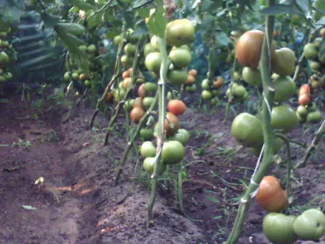 Томат Ралли: описание сорта помидоров, характеристики. Особенности посадки и выращивания, болезни и вредители, достоинства и недостатки