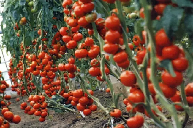 Томат Рапсодия НК: описание сорта помидоров, характеристики. Особенности посадки и выращивания, болезни и вредители, достоинства и недостатки