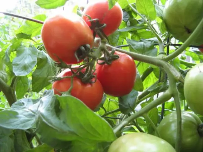 Насладитесь сочными и вкусными плодами с томатом Розетта F1: характеристика и описание сорта