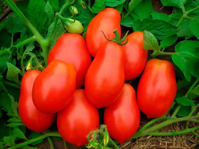 Все о томате Рома с фото. Отзывы тех, кто сажал. Отличный кистевый томат! Куст высотой 60-80 см, формировать до первой кисти. Плоды 60-80 грамм, для засолки и консервирования.