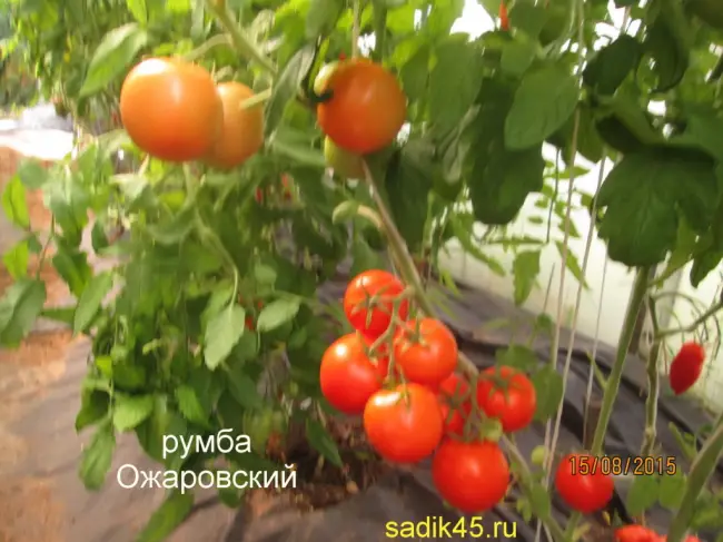 РУМБА ОЖАРОВСКАЯ — Анализ сортов от Алёны — tomat-pomidor.com — форум