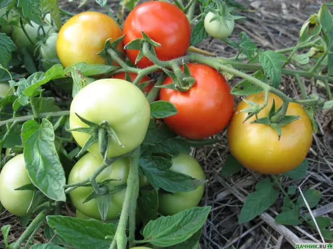 Санька популярный сорт ранних томатов секреты высокой урожайности | Lifestyle | Селдон Новости