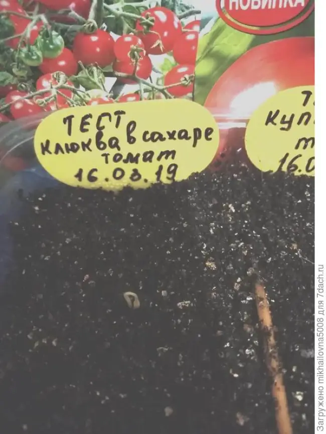 Описание сорта томата Сахарок, его урожайность и выращивание