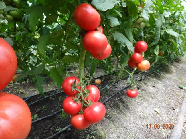 Деппа розовый светлячок (Depp’s Pink Firefly) | Семена редких сортов томатов