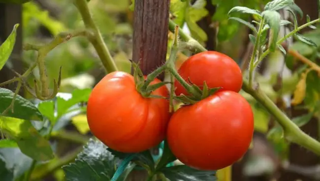 Сеньор помидор — томатный сорт нового поколения. Его отличительная черта — обильное плодоношение. Плоды выглядят как миниатюрные сердца.