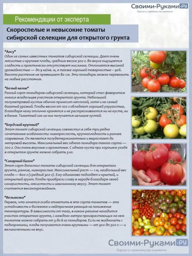 Характеристика томата Сибирский сюрприз и выращивание рассадным способом
