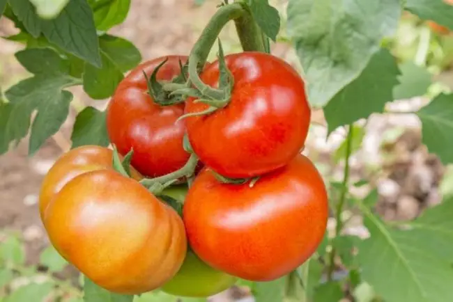 Томат скороход описание сорта — Новые сорта томатов на 2016 год, для открытого грунта и теплиц.