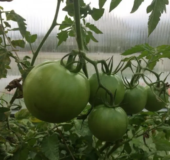 Характеристика томата Спасская башня f1 – фото, отзывы, урожайность