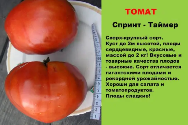 Томат спринт 2 описание сорта — Сорта томатов, которые можно вырастить безрассадным способом