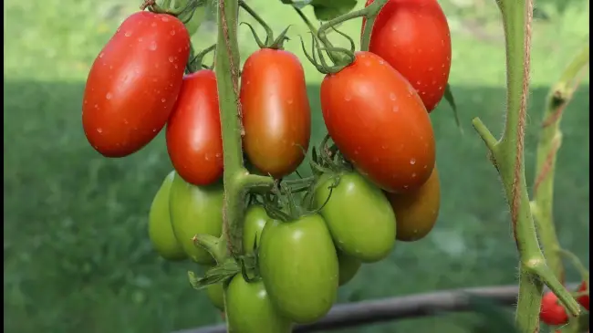 Гибридный сорт томата Сэр Элиан: особенности растения и характеристика плодов. Правила выращивания и урожайность, рекомендации и отзывы садоводов.