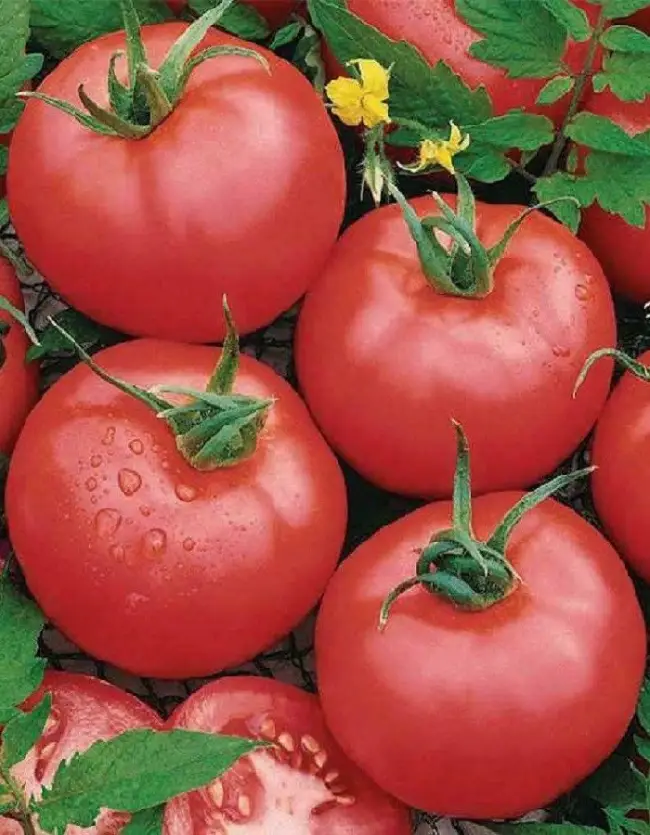 Голландский томат с русским именем «Таня» — описание гибрида F1