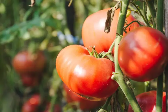Томат Титан: описание сорта помидоров, характеристики. Особенности посадки и выращивания, болезни и вредители, достоинства и недостатки