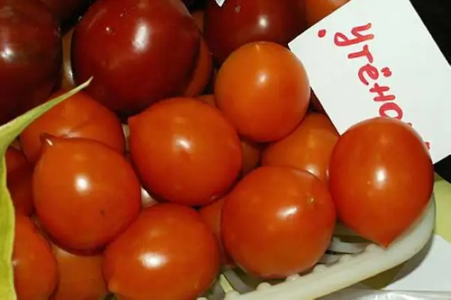 Томат Утенок: описание сорта помидоров, характеристики. Особенности посадки и выращивания, болезни и вредители, достоинства и недостатки