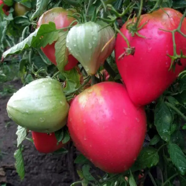 Томат Фиделио: описание сорта помидоров, характеристики. Особенности посадки и выращивания, болезни и вредители, достоинства и недостатки