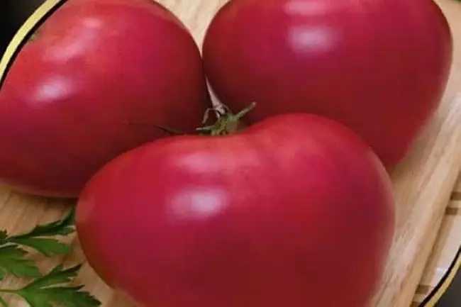 Стоит ли сажать томаты Фрекен Бок – плюсы и минусы сорта