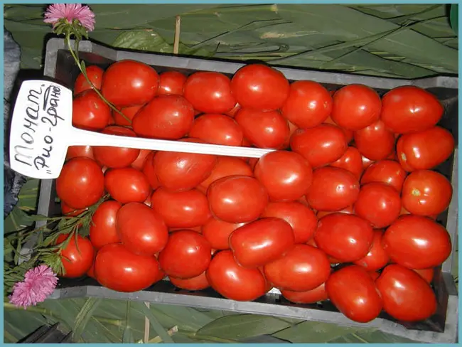 Томат Хуторской засолочный: характеристика и описание сорта, фото куста, отзывы об урожайности помидоров