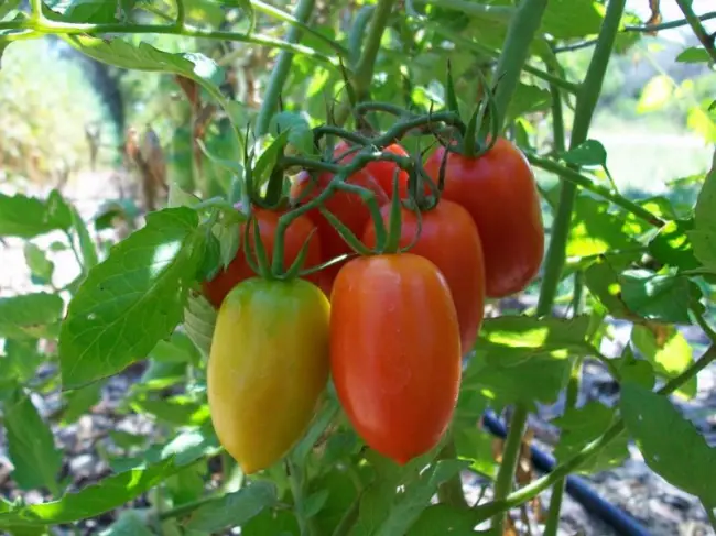 Характеристика и описание сорта томата Челнок, а также реальные отзывы, фото помидоров, достоинства и недостатки представлены в этой статье.