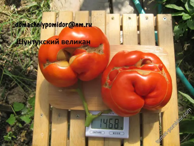 Как растёт томат Шунтукский Великан?