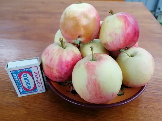 Описание сорта яблони Абориген: фото яблок, важные характеристики, урожайность с дерева