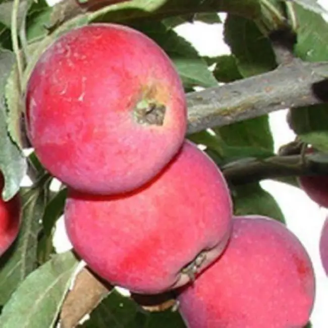 Яблоня 'Алтайское пурпуровое'