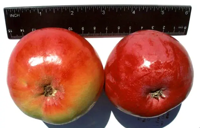 Яблоня амурское урожайное описание сорта — Дальневосточные сорта яблони |