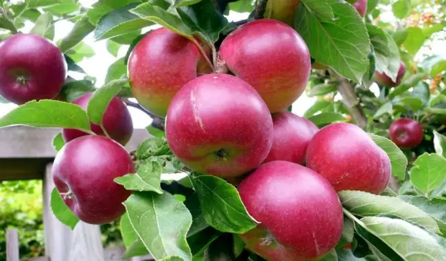 Визитная карточка всех Россошанских сортов — яблоня Апрельская