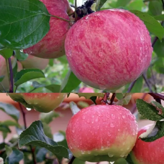 Яблоня Брусничное: особенности сорта и ухода