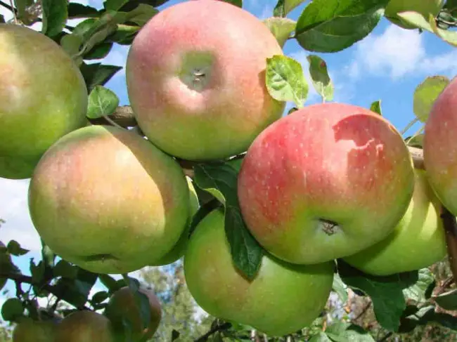 Из публикации Вы узнаете все о сорте яблони Малиновка. Виды сорта, подробные характеристики, правила посадки и ухода, выращивание и агротехника, а также отзывы от опытных садоводов