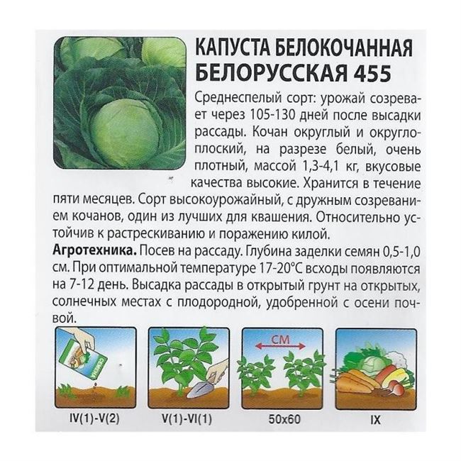 Капуста Белорусская 455, 85: описание сорта, фото, отзывы, посадка и уход, выращивание