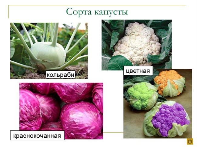 Виды капусты Кольраби: фото и названия