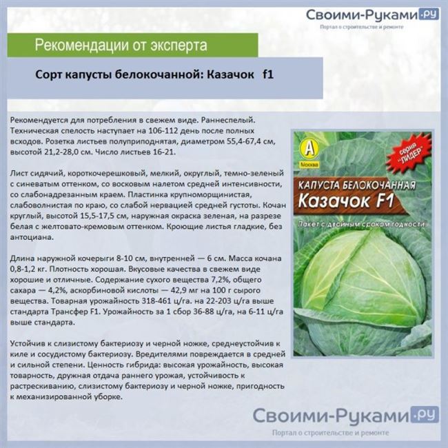 Казахстанская капуста — описание сорта, фото, отзывы