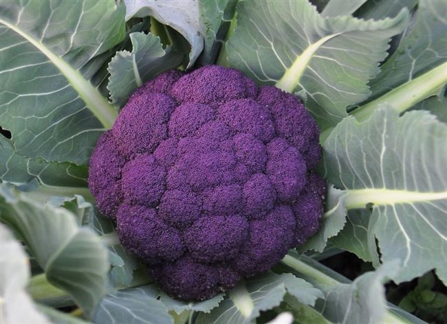 Пурпурная капуста: польза, вред и калории