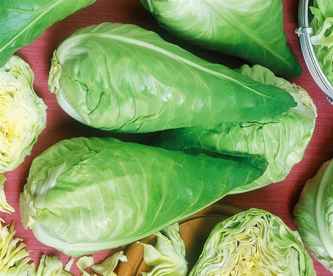 7 сортов белокочанной капусты, которым не страшна кила
