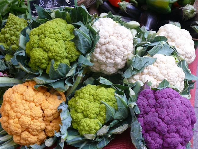 Свежие и сочные овощи на всю зиму — капуста Файтер F1: описание сорта и советы по выращиванию