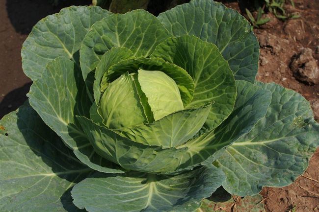 Капуста Центурион f1: характеристика гибрида и описание урожайности сорта, отзывы тех, кто сажал о вкусовых качествах, фото семян
