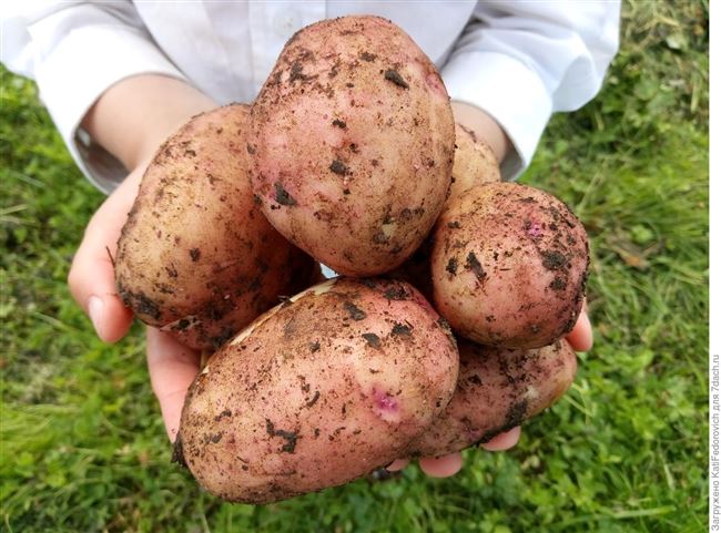 Сорт картофеля «Бабушка» – описание и фото