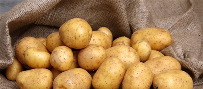 Сорт картофеля «Алова (Alova)» – описание и фото