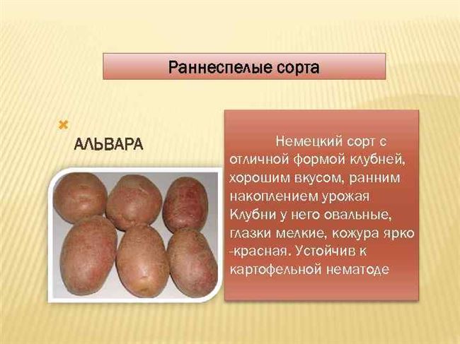 Картофель Альвара: подробное описание характеристики сорта и фото Русский фермер