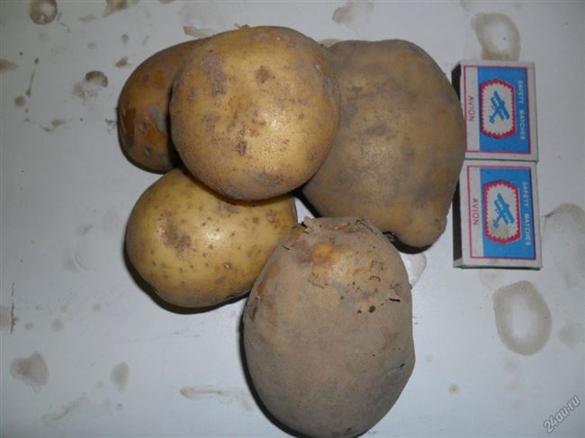 картофель сорта "Арамис"