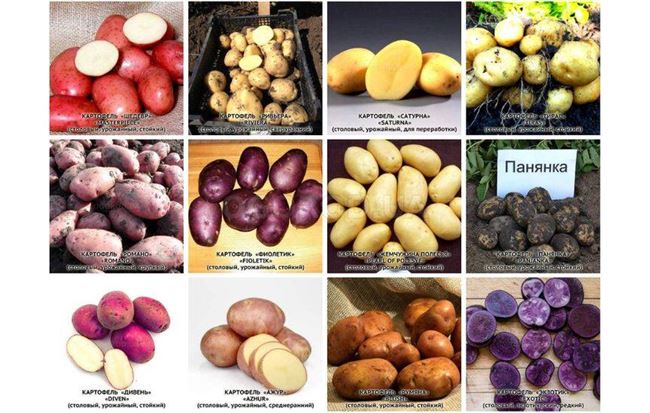 Сорта картофеля по алфавиту фото и описание с названиями – Для дачников