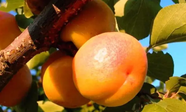 Посадка абрикоса сорта Водолей