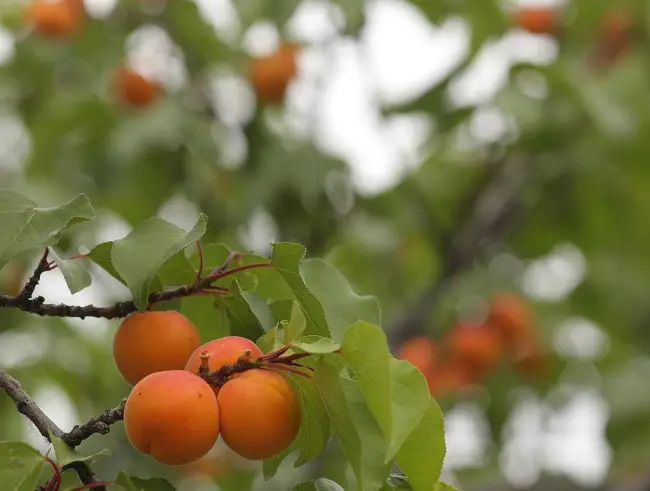 Размножение абрикоса 