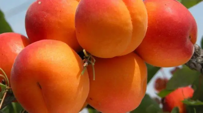   Описание сорта абрикоса Снежинский 