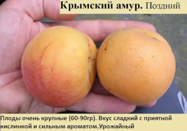 Размножение абрикоса с помощью черенков