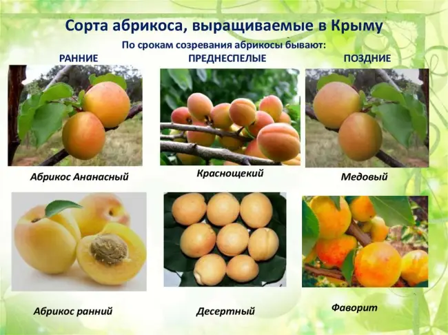 Характеристика дерева и плодов