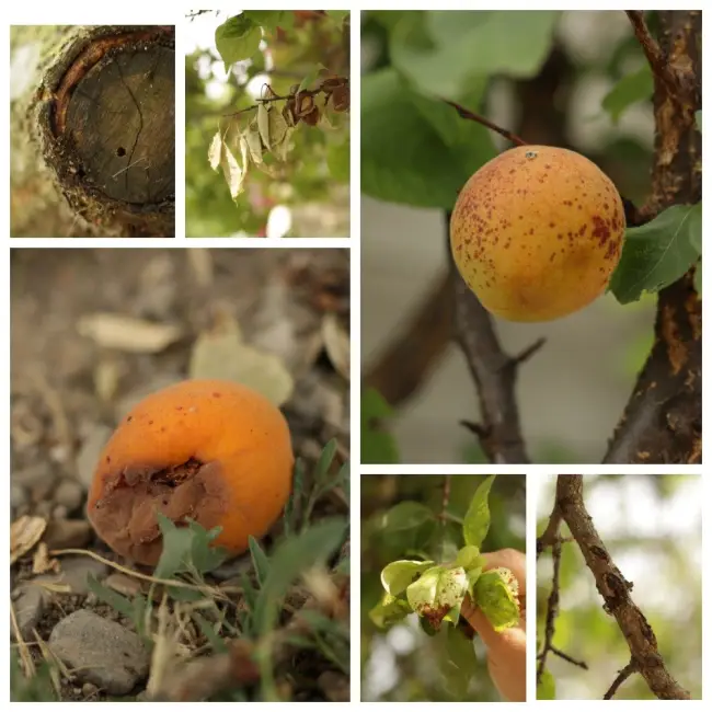 Профилактика болезней абрикоса