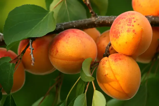Сорта абрикоса устойчивые к монилиозу