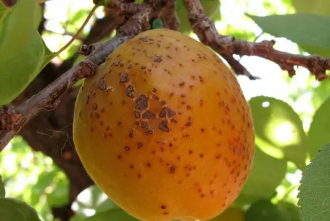 Сорта абрикоса устойчивые к парше